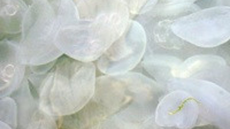 Denizanaları Körfezin temizliğine işaret