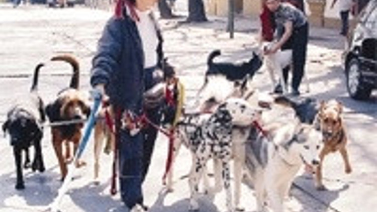 Köpek gezdirmek meslek oldu aylık gelir 5 bin TL’yi buldu