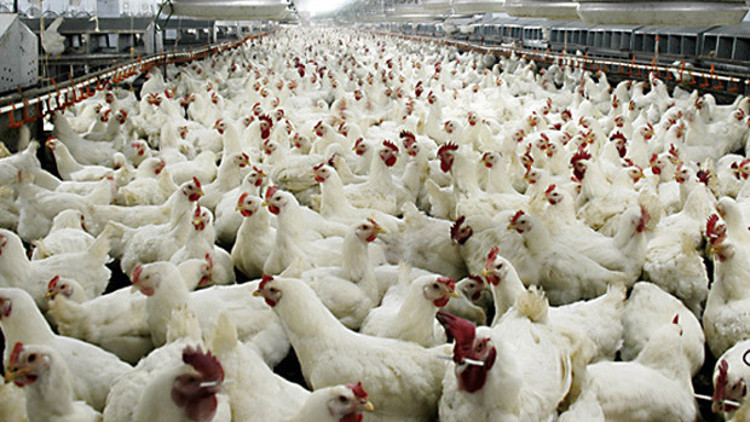 Beyaz et sektörü Rusya pazarına hazır