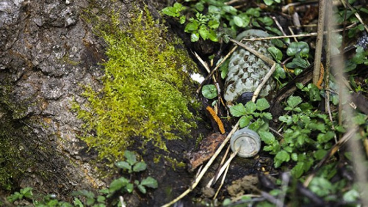 20 yıllık mayınlar tehlike saçıyor 20 yıllık mayınlar tehlike saçıyor