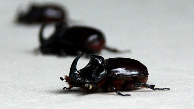 Gergedan Böceği çılgınlığı