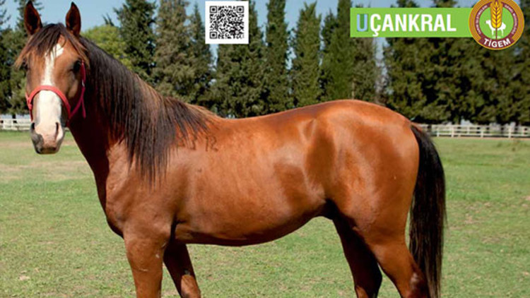 2 yaşındaki safkan Arap tayı Uçankral 800 bin liraya satıldı