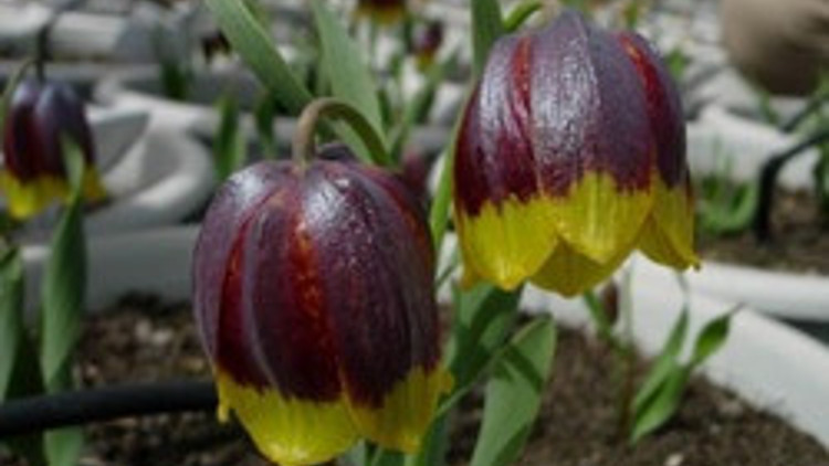 Son laleyi kaçıramadılar