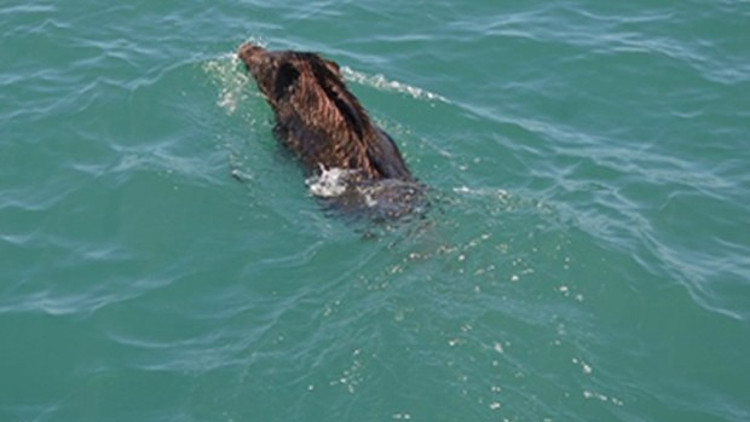İstanbul Boğazında üçüncü domuz vakası
