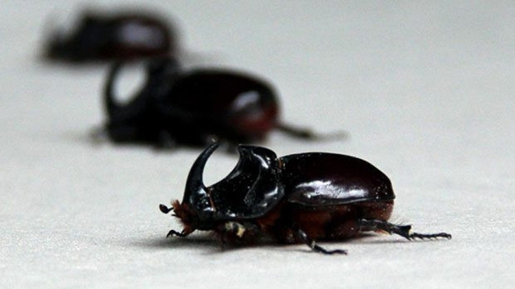 Bakanlıktan Gergedan böceği açıklaması: Parasal bir değeri yok Bakanlıktan Gergedan böceği açıklaması: Parasal bir değeri yok