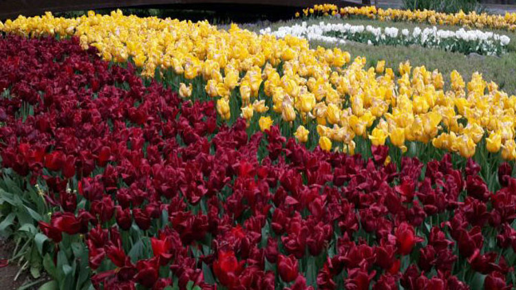 Çumra lalesi İran’da açacak.