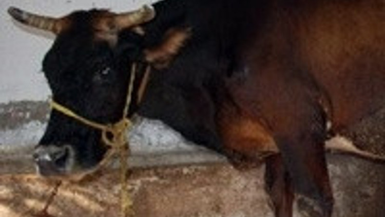 Yunanistandan Türkiyeye kaçan inek sahibine teslim edildi Yunanistandan Türkiyeye kaçan inek sahibine teslim edildi