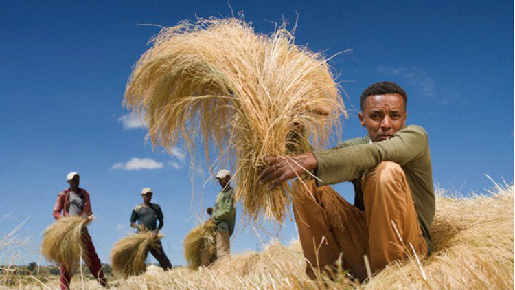 Teff nedir Faydaları nelerdir