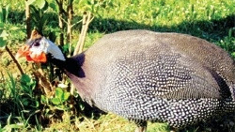 Kenenin kökünü beç tavukları kurutacak
