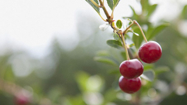 Vişne nelere iyi geliyor