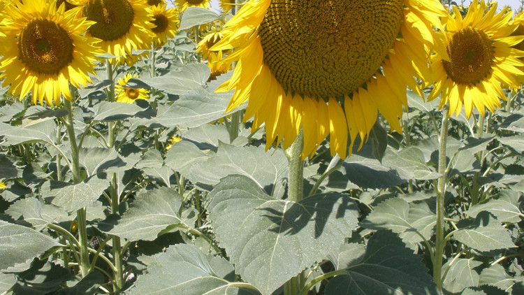 Ayçiçek yağında hileli karışım iddiası Ayçiçek yağında hileli karışım iddiası