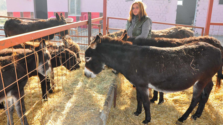 Eşek sütü 100 liraya çıktı, eşek karaborsaya düştü