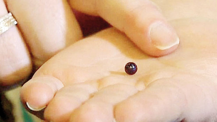 İncili pizza İncili pizza