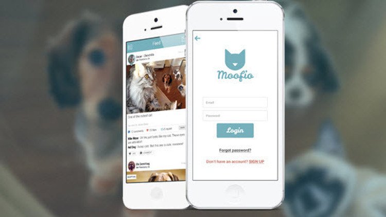 Artık hayvanların da bir sosyal ağı var Artık hayvanların da bir sosyal ağı var