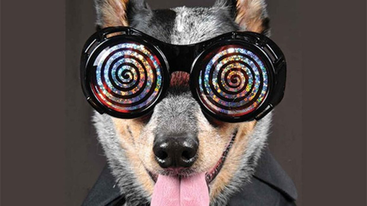 Hayvanları hipnotize edebilir misiniz