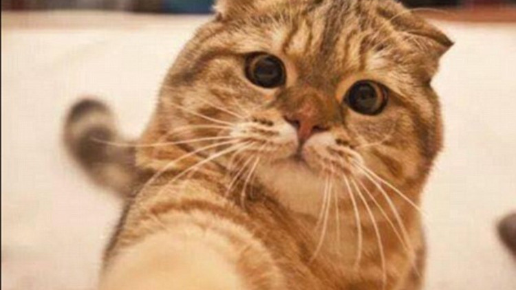 Suudi Arabistan’da hayvanlarla fotoğraf çekmek yasaklandı