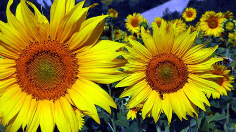 Ayçiçeği yağları ile ilgili çok çarpıcı uyarı