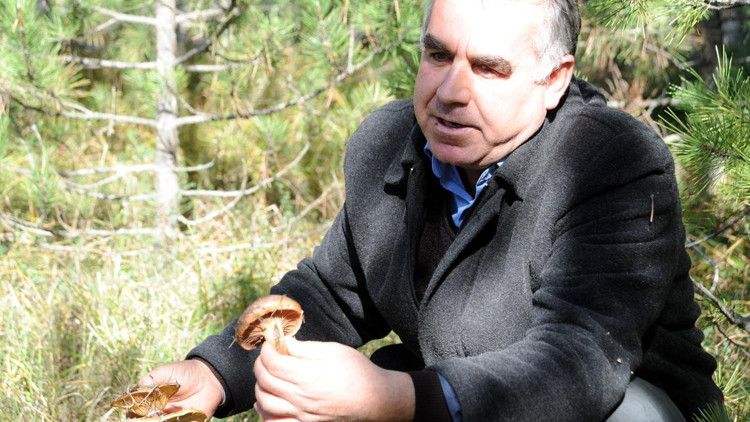 Bu safari vahşi hayat yerine mantar için Bu safari vahşi hayat yerine mantar için