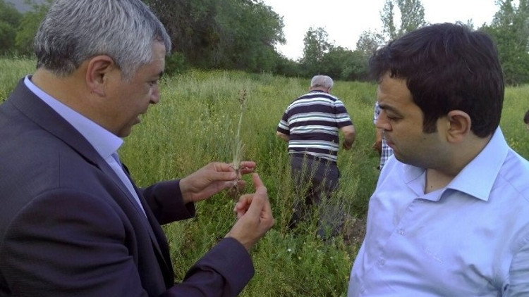 Bucak’ta Kültür Salebi Yetiştiriciliği Hayata Geçiyor
