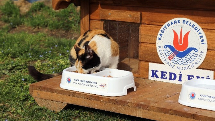 17 Şubat Dünya Kediler Günü Kağıthane’de Kutlandı