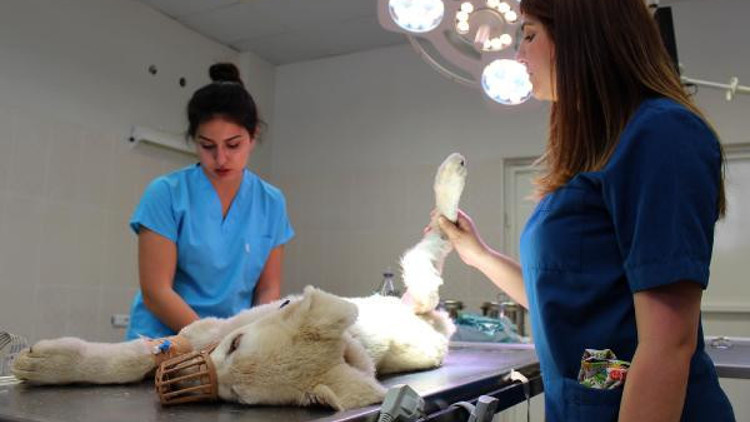 Otomobilin çarptığı köpeğin bir bacağı kesildi Otomobilin çarptığı köpeğin bir bacağı kesildi