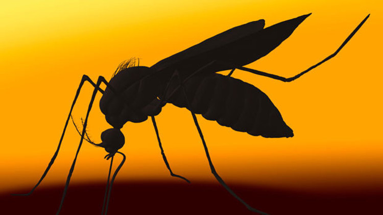 Zika virüsü spermde 6 ay yaşayabiliyor
