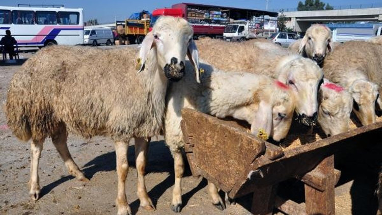 Kurbanlık fiyatları bu yıl ne kadar (Kurban kesimi ne zaman başlar ne zaman sona erer) Kurbanlık fiyatları bu yıl ne kadar (Kurban kesimi ne zaman başlar ne zaman sona erer)