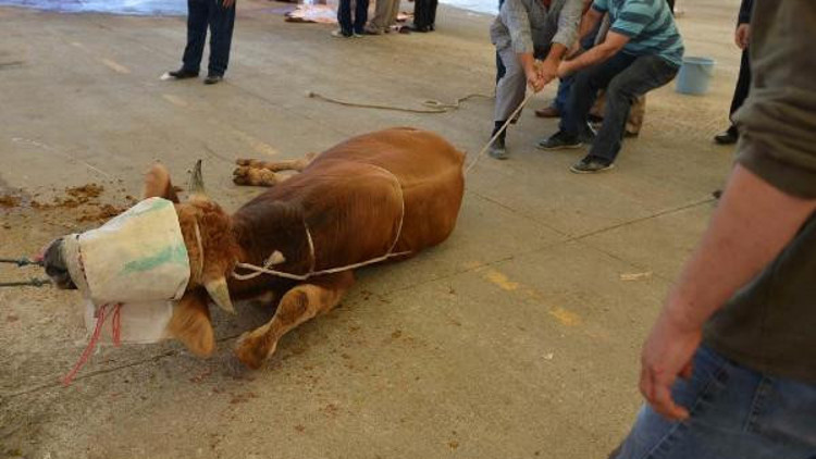 Kurbanlıklara acı çektirene 1057 TL ceza uyarısı