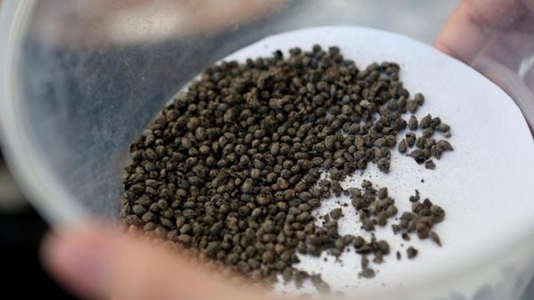 Yassıtepe’de 5 bin yıllık üzüm çekirdekleri