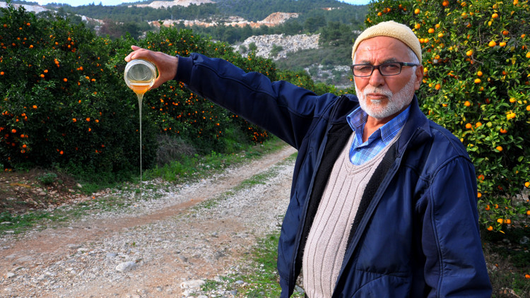 Finike’de arı katliamı