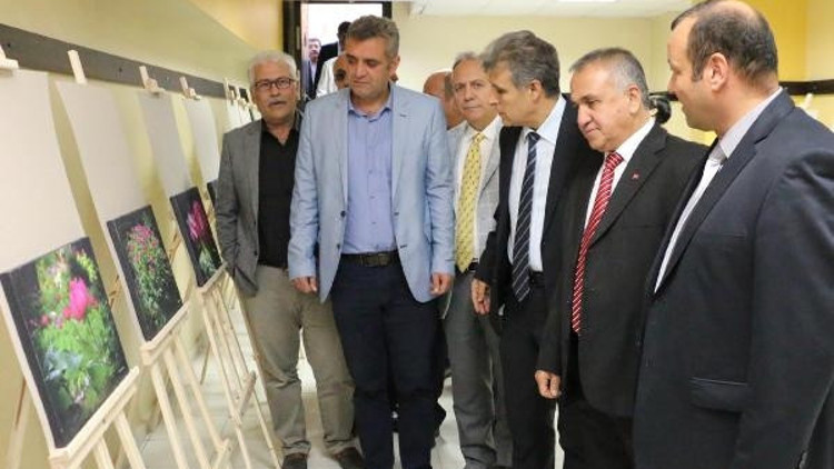 Şakayık temalı sergi açıldı Şakayık temalı sergi açıldı