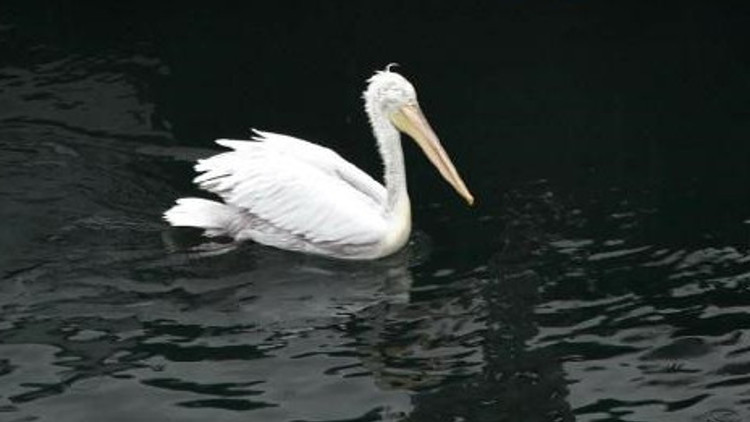 İki pelikan Pasaportu mesken tuttu