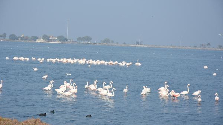 İnciraltında flamingo cenneti İnciraltında flamingo cenneti