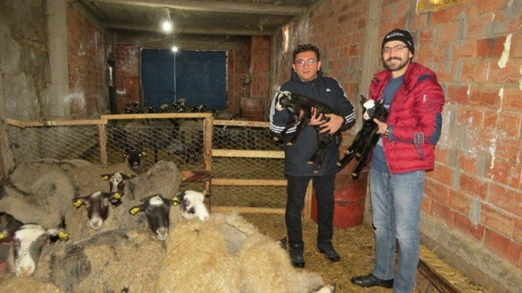 Romanov koyununu bölgede yoğunlaştırmak için çalışıyorlar Romanov koyununu bölgede yoğunlaştırmak için çalışıyorlar