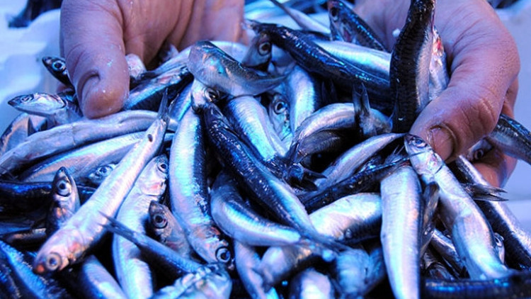 Kar ve soğuk hava balık fiyatlarını yüzde 15 attırdı Kar ve soğuk hava balık fiyatlarını yüzde 15 attırdı