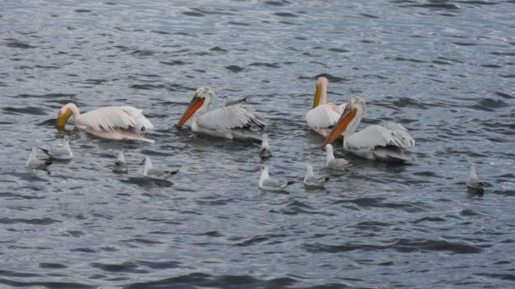 Pelikan düşürünce martı yiyor