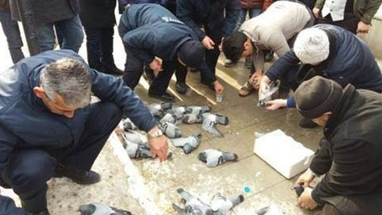Kırıkkale’deki güvercinlerin ölüm nedeni belli oldu Kırıkkale’deki güvercinlerin ölüm nedeni belli oldu