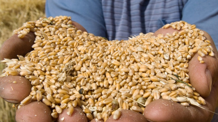 Rus buğdayı inceleniyor