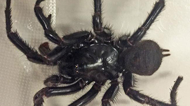 Örümceğin ısırdığı çocuk 12 şişe panzehirle kurtarıldı Örümceğin ısırdığı çocuk 12 şişe panzehirle kurtarıldı