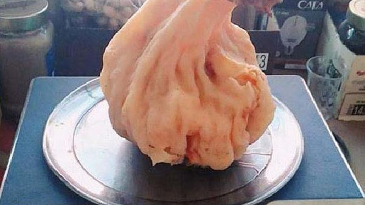 1 kilo 200 gram ağırlığında kuzu göbeği mantarı buldu 1 kilo 200 gram ağırlığında kuzu göbeği mantarı buldu