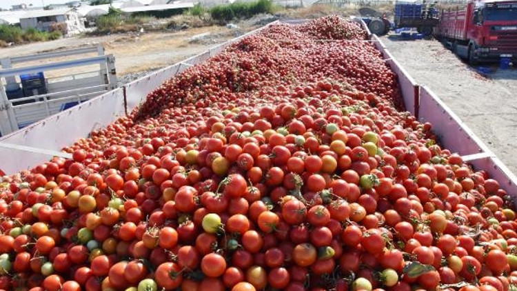 Domates fiyatı dip yaptı Domates fiyatı dip yaptı
