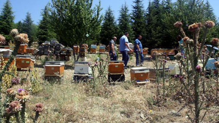 Tokatta bal hasadı başladı Tokatta bal hasadı başladı