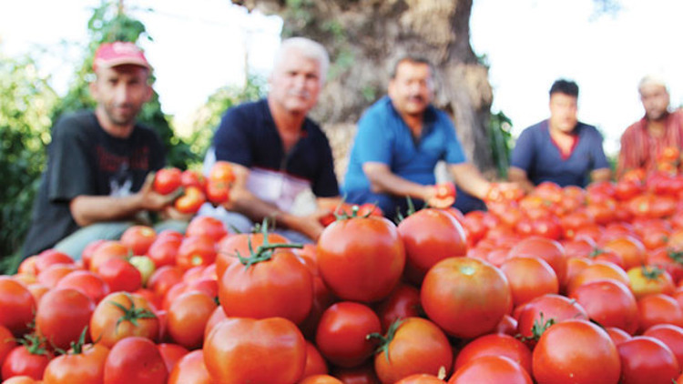 İhracat domatesin ateşini yükseltti