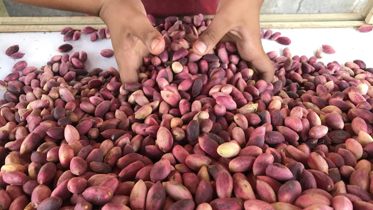 Kabuğu ilaç sanayisinde kullanılacak