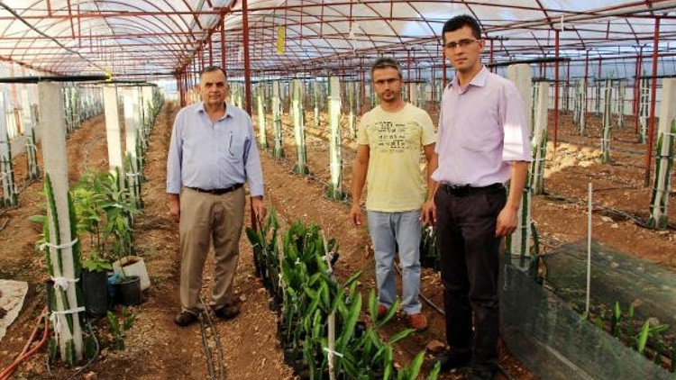 Sebzeyi bıraktı, pitaya üretecek