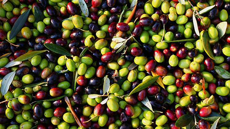 Yağışların ardından zeytin hasadı başladı