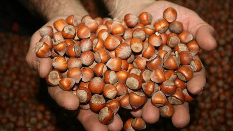 Fındık ihracatı kazandırıyor