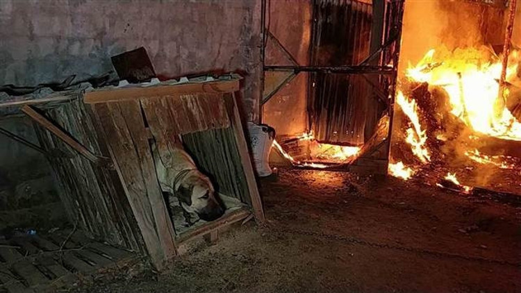 Palet fabrikası alev alev yandı, zincirle bağlı olan köpeği ölümden itfaiye kurtardı