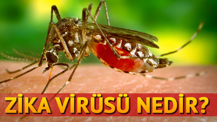 Zika virüsü nedir nereden bulaşır