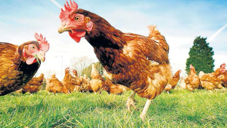 Fransadan gezen tavuk hamlesi